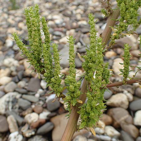 Dysphania ambrosioides \ Wohlriechender Drsengnsefu, Jesuiten-Tee / West-Indian Goosefoot, Mexican Tea, D Krefeld-Uerdingen 28.9.2017