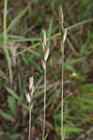 Danthonia decumbens \ Tuschender Dreizahn, D Winterberg 15.6.2018