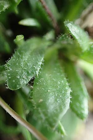 Draba acutidentata \ Spitzzhniges Hungerblmchen / Acute-Teeth Whitlowgrass, D Aachen-Verlautenheide 10.3.2019