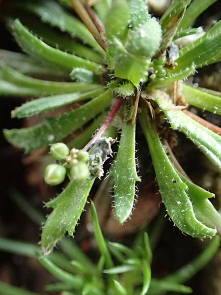 Draba acutidentata \ Spitzzhniges Hungerblmchen / Acute-Teeth Whitlowgrass, D Aachen-Verlautenheide 10.3.2019