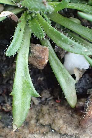 Draba acutidentata \ Spitzzhniges Hungerblmchen / Acute-Teeth Whitlowgrass, D Aachen-Verlautenheide 10.3.2019