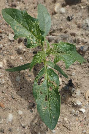 Datura stramonium \ Gewhnlicher Stechapfel / Thorn Apple, D Mannheim 15.10.2019