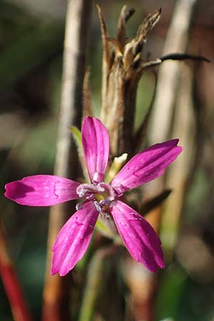 Dianthus armeria \ Büschel-Nelke / Deptford Pink, D Brensbach 10.10.2020