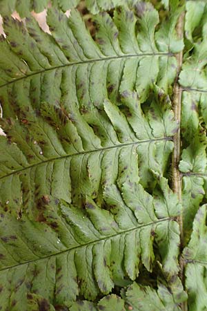 Dryopteris borreri \ Borrers Wurmfarn, D Schriesheim-Altenbach 22.2.2015