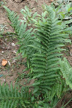 Dryopteris filix-mas \ Gewhnlicher Wurmfarn, Mnner-Farn / Male Fern, D Schwetzingen 7.11.2015