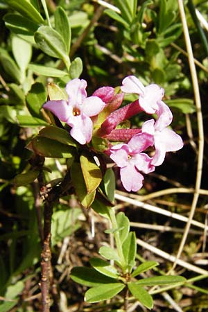 Daphne cneorum \ Rosmarin-Seidelbast, Flaumiger Seidelbast / Garland Flower, D Trochtelfingen 2.6.2015