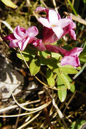 Daphne cneorum \ Rosmarin-Seidelbast, Flaumiger Seidelbast / Garland Flower, D Trochtelfingen 2.6.2015