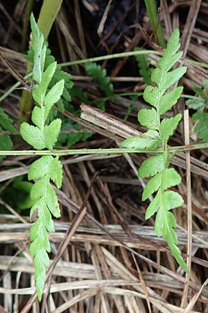 Dryopteris cristata \ Kammfarn, D Donaueschingen 6.9.2016