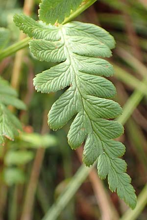 Dryopteris cristata \ Kammfarn, D Donaueschingen 6.9.2016