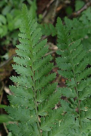 Dryopteris carthusiana \ Dorniger Wurmfarn, Kleiner Dornfarn / Narrow Buckler Fern, D Winterberg 15.6.2018