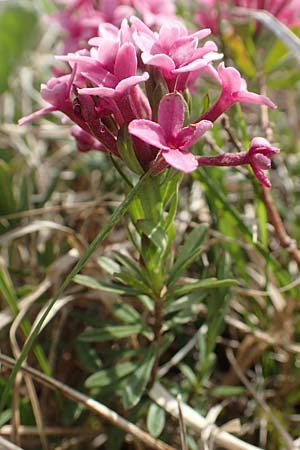 Daphne cneorum \ Rosmarin-Seidelbast, Flaumiger Seidelbast / Garland Flower, D Eching 2.5.2019