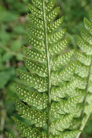 Dryopteris carthusiana \ Dorniger Wurmfarn, Kleiner Dornfarn / Narrow Buckler Fern, D Olpe 14.6.2019