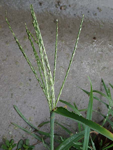 Digitaria ciliaris, Southern Crab Grass, Tropical Finger-Grass