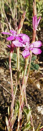 Dianthus deltoides \ Heide-Nelke / Maiden Pink, D Groß-Gerau 25.6.2015