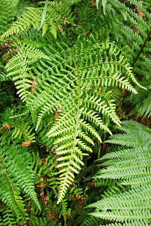 Dryopteris dilatata \ Breitblttriger Dornfarn, Groer Dornfarn / Broad Buckler Fern, D Odenwald, Unterflockenbach 27.6.2015