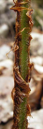 Dryopteris dilatata \ Breitblttriger Dornfarn, Groer Dornfarn, D Weinheim an der Bergstraße 20.7.2015