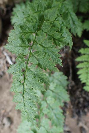 Dryopteris dilatata \ Breitblttriger Dornfarn, Groer Dornfarn, D Köln-Zündorf 23.5.2018