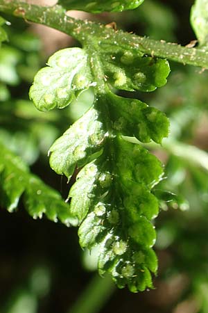 Dryopteris expansa ? \ Feingliedriger Dornfarn, D Olpe 21.5.2018