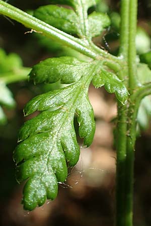 Dryopteris expansa ? \ Feingliedriger Dornfarn / Alpine Buckler Fern, Northern Buckler Fern, D Olpe 21.5.2018