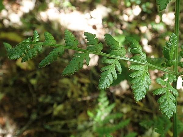 Dryopteris expansa ? \ Feingliedriger Dornfarn / Alpine Buckler Fern, Northern Buckler Fern, D Olpe 21.5.2018