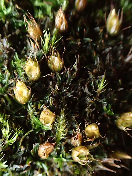 Diphyscium foliosum \ Blasebalg-Moos, Beblttertes Blasen-Moos / Nut Moss, D Schriesheim 17.2.2018