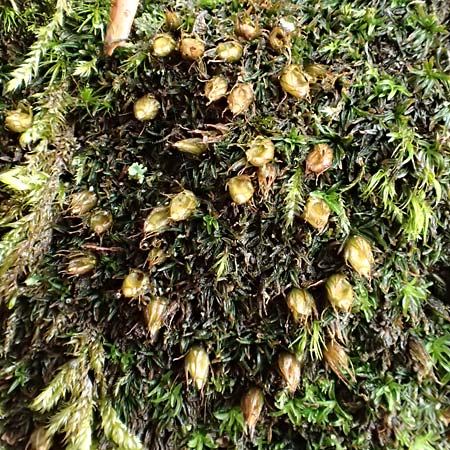 Diphyscium foliosum / Nut Moss, D Schriesheim 17.2.2018