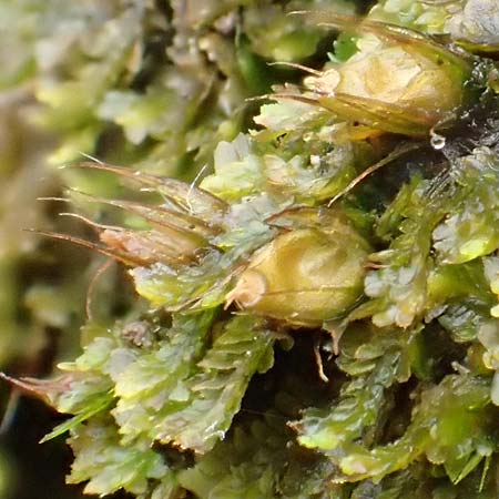 Diphyscium foliosum / Nut Moss, D Schriesheim 17.2.2018