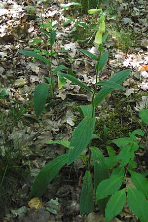 Digitalis grandiflora \ Grobltiger Fingerhut / Yellow Foxgloves, D Babenhausen 17.6.2015