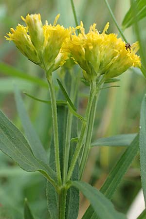 Solidago graminifolia \ Grasblttrige Goldrute / Grass-Leaved Goldenrod, D Mindelsee 6.9.2016