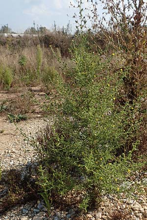 Dittrichia graveolens \ Klebriger Alant, Stinkender Alant / Stinking Fleabane, D Bamberg 5.9.2018