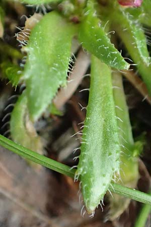 Draba glabrescens \ Kahles Hungerblmchen / Glabrous Whitlowgrass, D Aachen-Laurensberg 10.3.2019