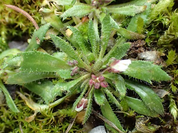 Draba glabrescens \ Kahles Hungerblmchen / Glabrous Whitlowgrass, D Aachen-Laurensberg 10.3.2019