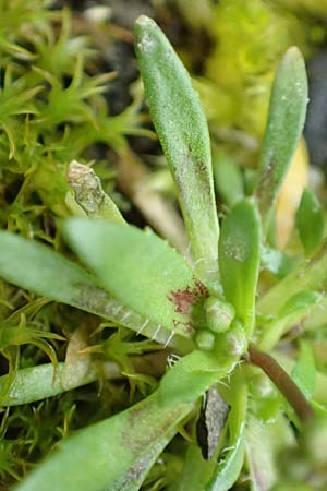 Draba glabrescens \ Kahles Hungerblmchen / Glabrous Whitlowgrass, D Aachen-Laurensberg 10.3.2019