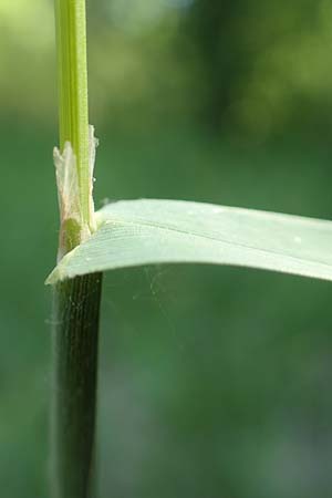 Dactylis glomerata \ Knuelgras, D Ketsch 21.5.2020