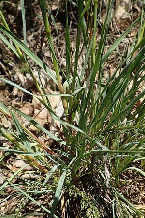 Dianthus giganteus \ Riesen-Nelke, D Odenwald, Mörlenbach 24.6.2020