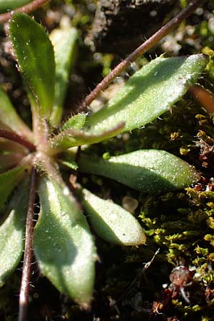 Draba glabrescens \ Kahles Hungerblmchen / Glabrous Whitlowgrass, D Mannheim,  Friesenheimer Insel 4.3.2022