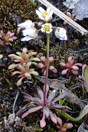 Draba glabrescens \ Kahles Hungerblmchen / Glabrous Whitlowgrass, D Mannheim-Rheinau 5.3.2022