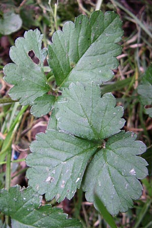 Potentilla indica \ Indische Schein-Erdbeere, D Karlsruhe 19.7.2008