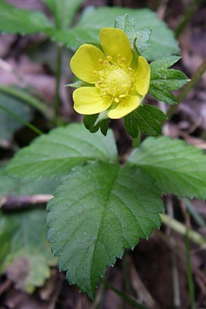 Potentilla indica \ Indische Schein-Erdbeere / Yellow-flowered Strawberry, D Karlsruhe 19.7.2008