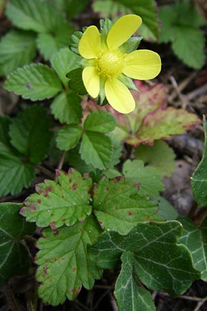 Potentilla indica \ Indische Schein-Erdbeere, D Karlsruhe 19.7.2008