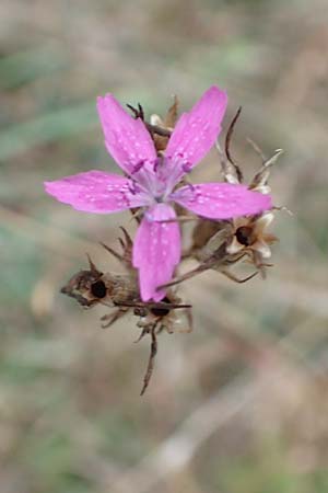 Dianthus armeria \ Bschel-Nelke / Deptford Pink, D Laudenbach am Main 17.9.2016