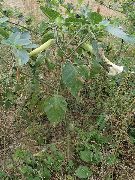 Datura inoxia \ Grobltiger Stechapfel, Mexikanischer Stechapfel / Downy Thorn Apple, D Bürstadt 30.9.2016