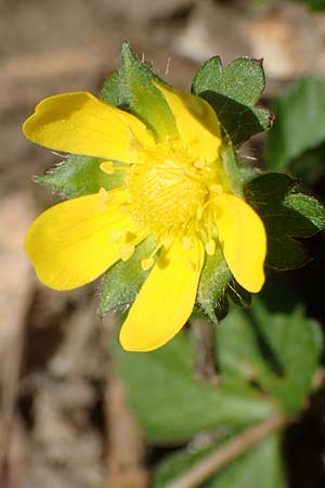 Potentilla indica \ Indische Schein-Erdbeere / Yellow-flowered Strawberry, D Heidelberg 29.4.2017