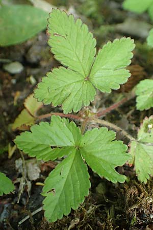 Potentilla indica \ Indische Schein-Erdbeere / Yellow-flowered Strawberry, D Attendorn 21.5.2018