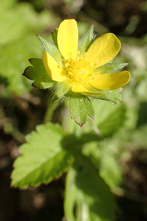 Potentilla indica / Yellow-flowered Strawberry, D Attendorn 21.5.2018