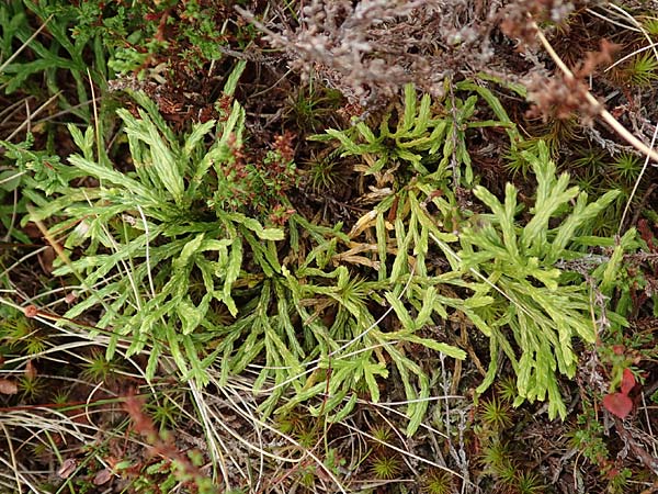 Diphasiastrum issleri \ Isslers Flach-Brlapp / Issler's Clubmoss, D Harz, Sonnenberg 24.8.2018