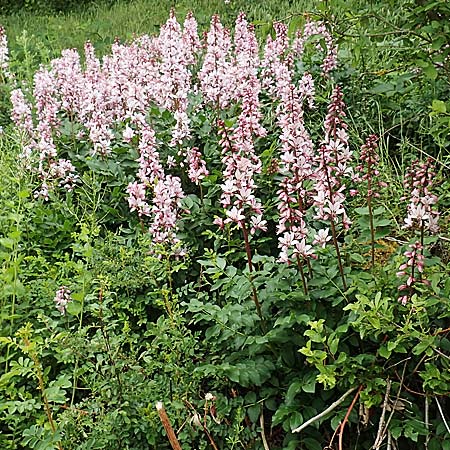 Dictamnus albus \ Diptam, D Grünstadt-Asselheim 14.5.2020