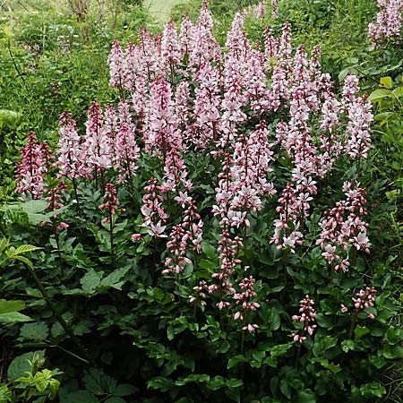 Dictamnus albus \ Diptam, D Grünstadt-Asselheim 14.5.2020