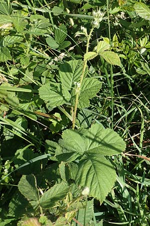 Rubus dichtstachelig \ Dichtstachelige Haselblatt-Brombeere / Dense-Spined Hazel-Leaf Bramble, D Odenwald, Lindenfels 26.6.2020