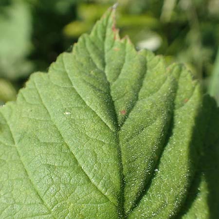 Rubus dichtstachelig \ Dichtstachelige Haselblatt-Brombeere, D Odenwald, Lindenfels 26.6.2020